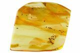 Detailed Fossil Wasp (Torymidae) in Baltic Amber #357908-1